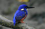 Azure Kingfisher