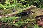 Wildlife on a walk to Purlingbrook Falls