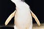 penguins on the march