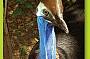 Hand feed our resident cassowary