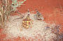 Ossies Outback/Alice Springs 4WD Tours