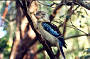 Blue-winged Kookaburra
