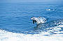 5 Day West Coast Monkey Mia Dolphins