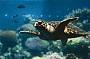 Swim with the Turtles - Great Barrier Reef