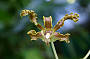 Golden Spray Orchid