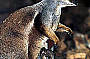 Rock Wallaby