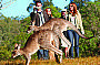 Wildlife