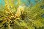 Sea Horse