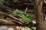 White Lipped Green Tree Frog