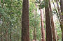 Combined Noosa Everglades Cruise and Coloured Sands 4x4 Safari