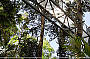 Rainforest Skywalk
