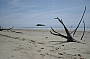 Cape Tribulation Day Tour