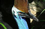 Cassowary sightings