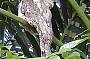 Papuan Frogmouth.