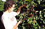Coffee Plantation