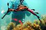 Diver and Weedy Sea Dragon