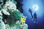 Dive the Great Barrier Reef