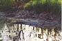 Saltwater crocodile