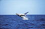 Whale breaching