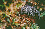 Glow Worms in the forest