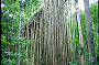 Curtain Fig Tree
