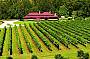 Canungra Valley Vineyard