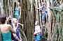 Cathedral Fig Tree