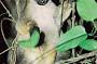 Tour 1  Rainforest Wildlife Tour (Was  Day/Night Rainforest and Wildlife Tour WAWT1-1)