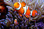2 DAY Great Barrier Reef & Daintree Eco Experience Tour