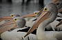 Kangaroo Island 2 day RTV Wildlife Safari