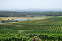 View of vineyards, Hunter Valley