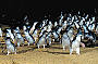 Penguin Parade 