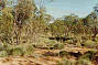 The Mallee Scrub