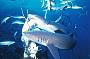 Sharkfeed at North Horn in the Coral Sea