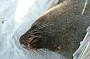 AUSTRALIAN SEA LION, KANGAROO ISLAND