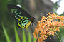 Cairns Birdwing Butterfly