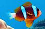 Great Barrier Reef