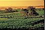 Barossa Valley