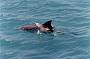 Baby dolphin