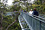 Tree Top Walk