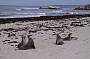 Seals on Seal Bay at Kangaroo Island