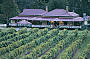 O'Reilly's Canungra Vineyard