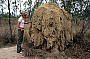 Termite Mound