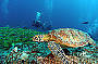 3 day Cairns & Reef Express