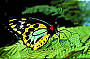 Australian Butterfly Sanctuary