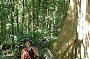 Age old strangler figs in the rainforest