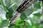 Amethystine Python