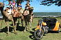 Harley Davidson 2 Hour Trike Ride