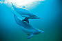 5 Day West Coast Monkey Mia Dolphins