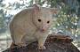 Rare golden brush-tail possums